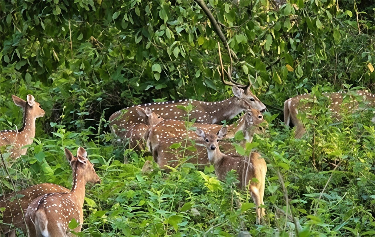 Safari à Chitwan 3